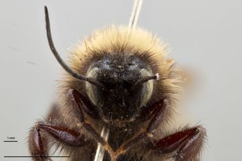 Media type: image;   Entomology 804630 Aspect: head frontal view